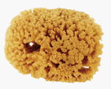 Purdy Corp. 31924 Symphony Natural Sea Sponge