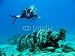 Wallmonkeys Peel and Stick Wall Decals - Shots of Scuba Diving in the Florida Keys - Removable Graphic