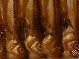 Small Fish Displayed in the Wholesalers’ Market Place, Tsukiji Fish Market, Japan Photographic Poster Print by James L. Stanfield, 12×9