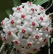 Strawberries and Cream Wax Plant