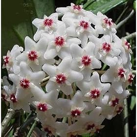Strawberries and Cream Wax Plant