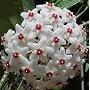 Strawberries and Cream Wax Plant