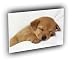 dog tired A2 Large Canvas
