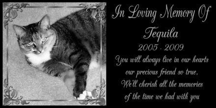 12 x 6 Lazer Gifts Personalized Black Granite Pet Memorial Marker Style Tequila