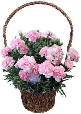 産地直送★母の日カーネーション　カミーユ『花工房花贈りエーデルワイス』【フラワーギフト】母に贈る花鉢2010