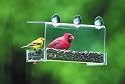 Duncraft 74201 Cardinal Classic Window Bird Feeder, 1 Quarts