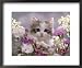 8-Week, Silver Tortoiseshell-And-White Kitten, Among Gillyflowers, Carnations and Meadowseed Animals Framed Art Poster Print by Jane Burton, 22x18