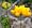 Golden Bird Lotus 4 Plants - Lotus corniculatus -Hardy!