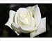 Photographic Prints of Hybrid tea rose (Rosa Polar Star) from Science Photo Library