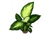Wallmonkeys Peel and Stick Wall Decals - Dieffenbachia Houseplant - 24