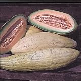 Rare Bannana Melon 20 seeds $3.99