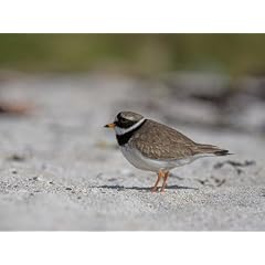 Ringed Plover, Charadrius Hiaticula, Applecross Peninsula, Wester Ross, Scotland