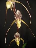 Lady Slipper Orchid = Paphiopedilum Saint Swithin