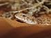 A Desert Death Adder, Acanthophis Pyrrhus, Lying on Warm Sand Photographic Poster Pri...