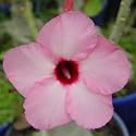9GreenBox - Adenium Desert Rose Lady Pink Live Plant Bonsai