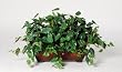 Artificial Philo Ledge Plant