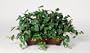 Artificial Philo Ledge Plant