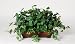 Artificial Philo Ledge Plant