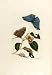 Maria Sibylla Merian's Metamorphosis insectorum Surinamensium Plate 53 Peary-eye Butterfly & Nut Tree, (Limited Edition Museum Quality Facsimile Giclee Print)