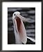 Australian pelican with gaping bill National Geographic Collection Framed Art Poster Print by Jason Edwards, 18x22