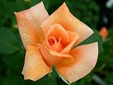 Edelrose Beaute - (3-Liter Topf)