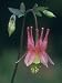 Columbine Flower, Aquilegia Canadensis, North America Photographic Poster Print by John & Barbara Gerlach, 12x16