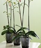 Produkt-Bild: Orchideentopf Br&uuml;ssel
