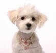 Dog Jewelry- Cherries & Pearls Dog Necklace - Stunning Jewelry for the Most Pampered Pet! S