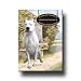 Dogo Argentino A House Is Not A Home Fridge Magnet