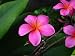 Pink Hawaiian Plumeria - 18