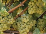 Close View of Grape Clusters on the Vine Premium Photographic Poster Print by Marc Moritsch, 18x24 Close View of Grape Clusters on the Vine Premium Photographic Poster Print by Marc Moritsch, 18x24