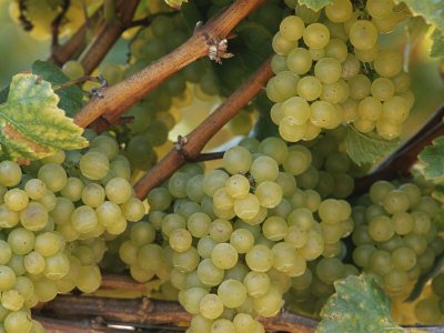 Close View of Grape Clusters on the Vine Premium Photographic Poster Print by Marc Moritsch, 18x24 Close View of Grape Clusters on the Vine Premium Photographic Poster Print by Marc Moritsch, 18x24