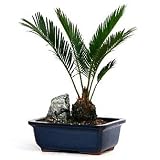 Sago Palm Tree - Frontgate