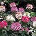 250 MIXED COLORS QUEEN CLEOME (Spider Flower) Cleome Hasslerana Flower Seeds 250 MIXED COLORS QUEEN CLEOME (Spider Flower) Cleome Hasslerana Flower Seeds