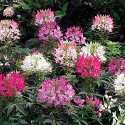 250 MIXED COLORS QUEEN CLEOME (Spider Flower) Cleome Hasslerana Flower Seeds 250 MIXED COLORS QUEEN CLEOME (Spider Flower) Cleome Hasslerana Flower Seeds