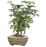 Live 6 Schefflera Bonsai Tree