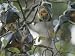 Group of Flying Foxes Hanging from the Branches of a Tree, Australia Photographic Pos...