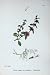Botany Plants C1902 Penny-Royal Mentha Pulegium Flower