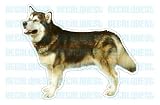 Pet Supplies : ALASKAN MALAMUTE - Dog Decal - dogs car gift graphic