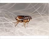 Photographic Print of SPH-116 CAT FLEA - crawling in cat fur from Ardea