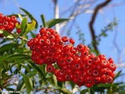 Firethorn - Pyracantha Coccinea - 1 Pkt Of 25 Seeds - Ornamental Shrub