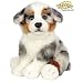 Australian Shepherd
