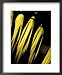 Backlit Leaves, Barro Colorado Island, Panama Framed Art Poster Print by Christian Ziegler, 18x22