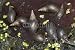 Wallmonkeys Peel and Stick Wall Decals - Great Pond Snails - Removable Graphic