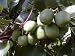 2 Hardy Kiwi Plants - Actinidia - MALE/FEMALE - Tasty!