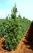 Columnar Eastern White Pine 4 - Year Graft