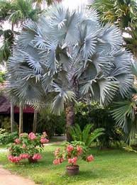 Hinterland Trading Mexican Blue Fan Palm Tree 5 Seeds Brahea Armata Hinterland Trading Mexican Blue Fan Palm Tree 5 Seeds Brahea Armata