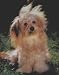 Cute Dog - Vintage Photo Print