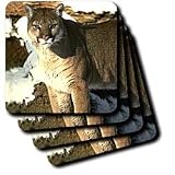 Wild animals - Cougar - Coasters
