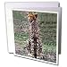 Cheetah Greeting Card is measuring 5.5w x 5.5h. Greeting Cards are sold in sets of 6 or 12. Give these fun cards to your frieds and family as gift cards, thank you notes, invitations or for any other occasion. Greeting Cards are blank inside and come with white envelopes.